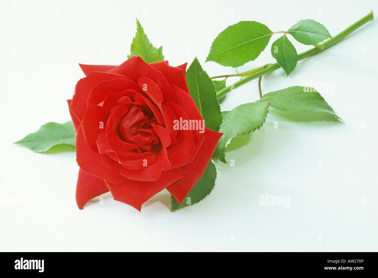 Rose (Rosa sp.), la variété : Fisherman's Friend, fleur, studio photo Banque D'Images