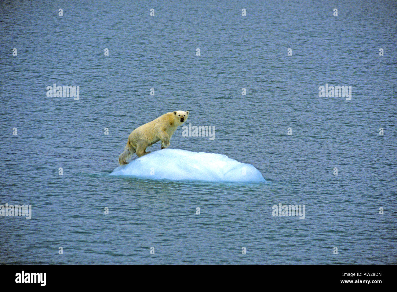 L'ours polaire (Ursus maritimus) debout sur un petit banc de glace Banque D'Images