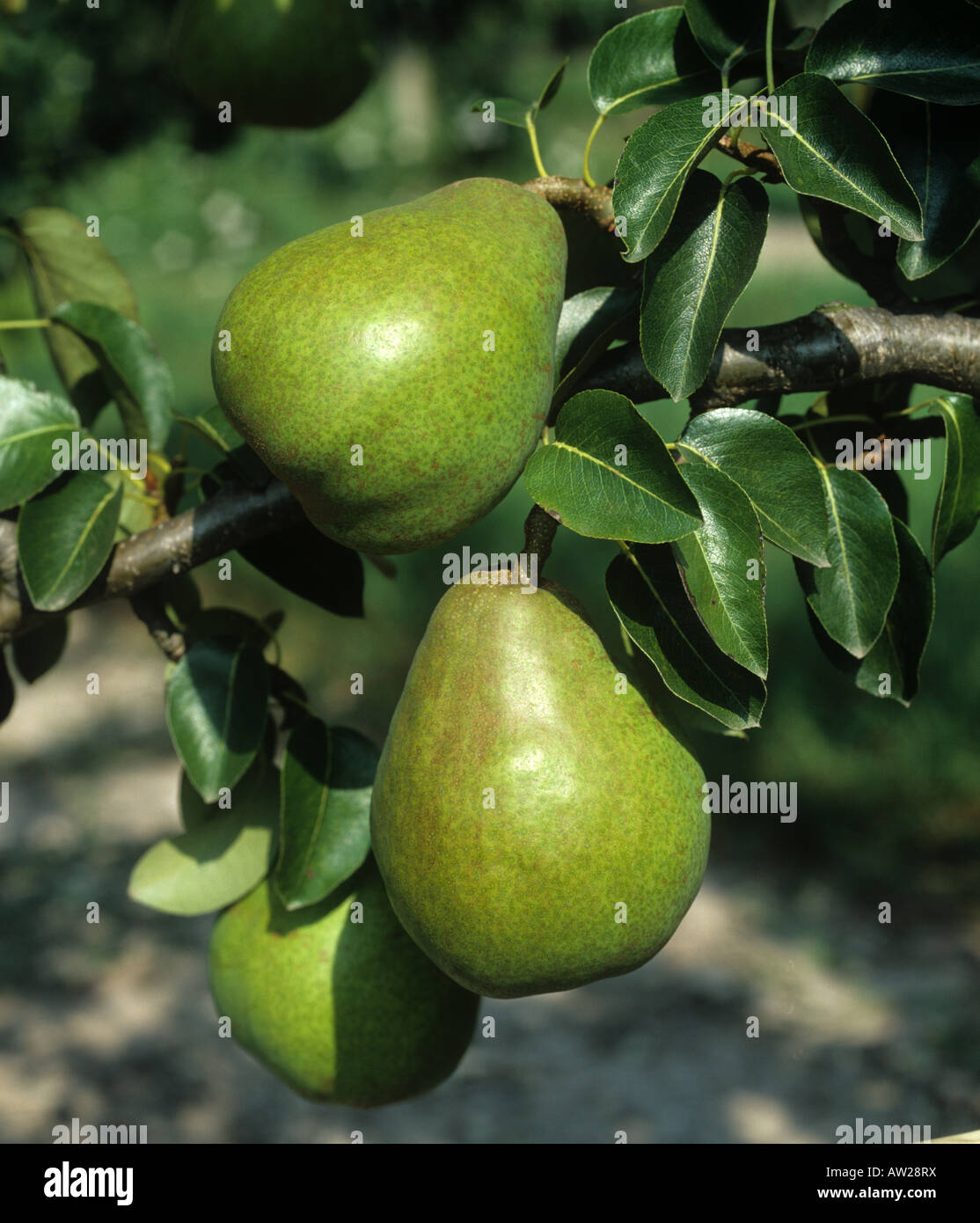 Doyenne du Comice poire à maturité des fruits sur l'arbre, Oxfordshire Banque D'Images
