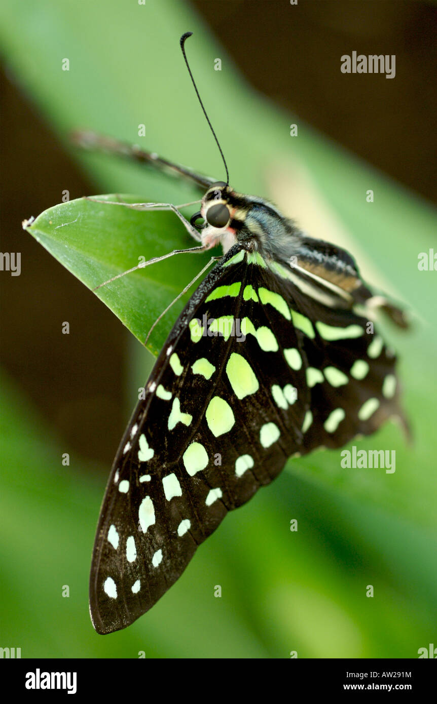 Une queue Geai Butterfly Banque D'Images