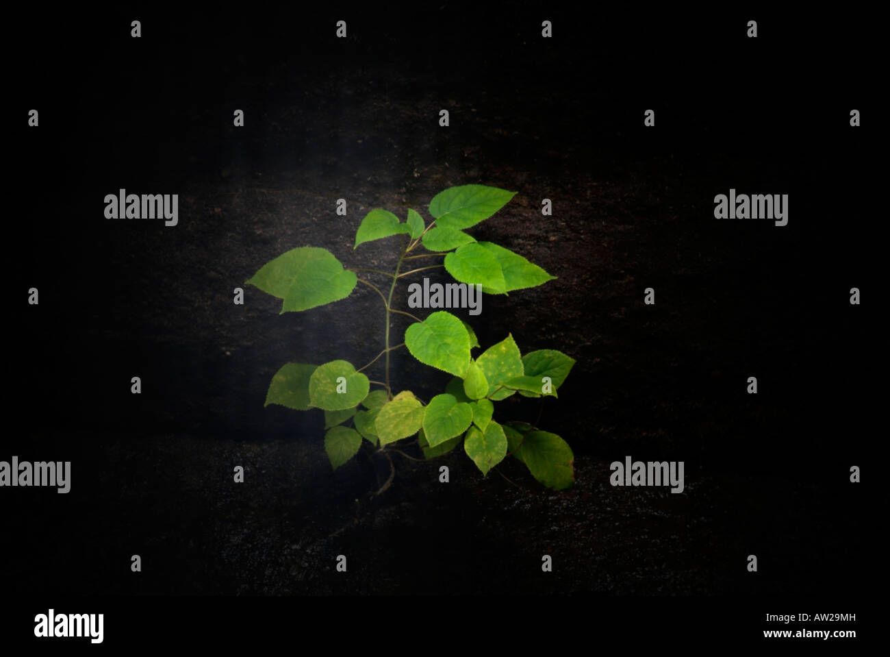 Petit arbre vert et lumineux spotlit par un faisceau de lumière avec un fond noir Banque D'Images