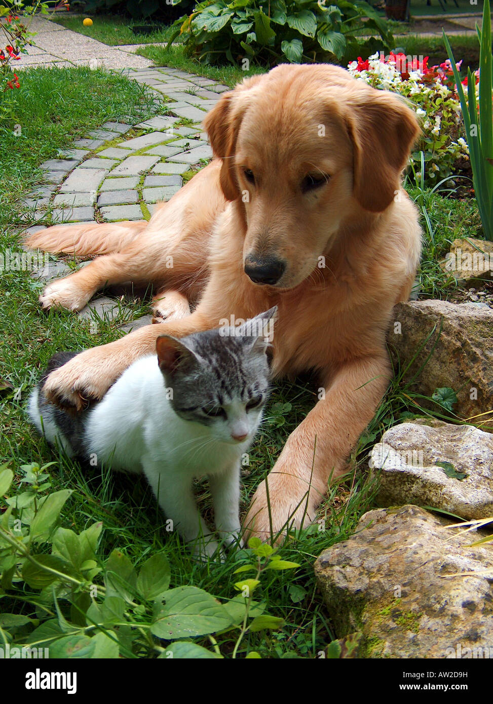 Meilleurs amis. Golden retriever et chat domestique. Banque D'Images