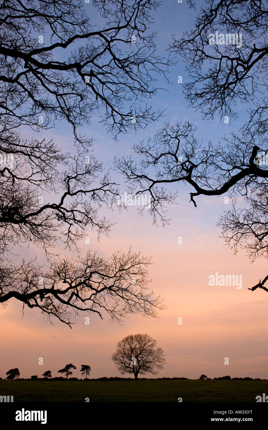 Arbres et branches dans le parc national New Forest, Hampshire Banque D'Images