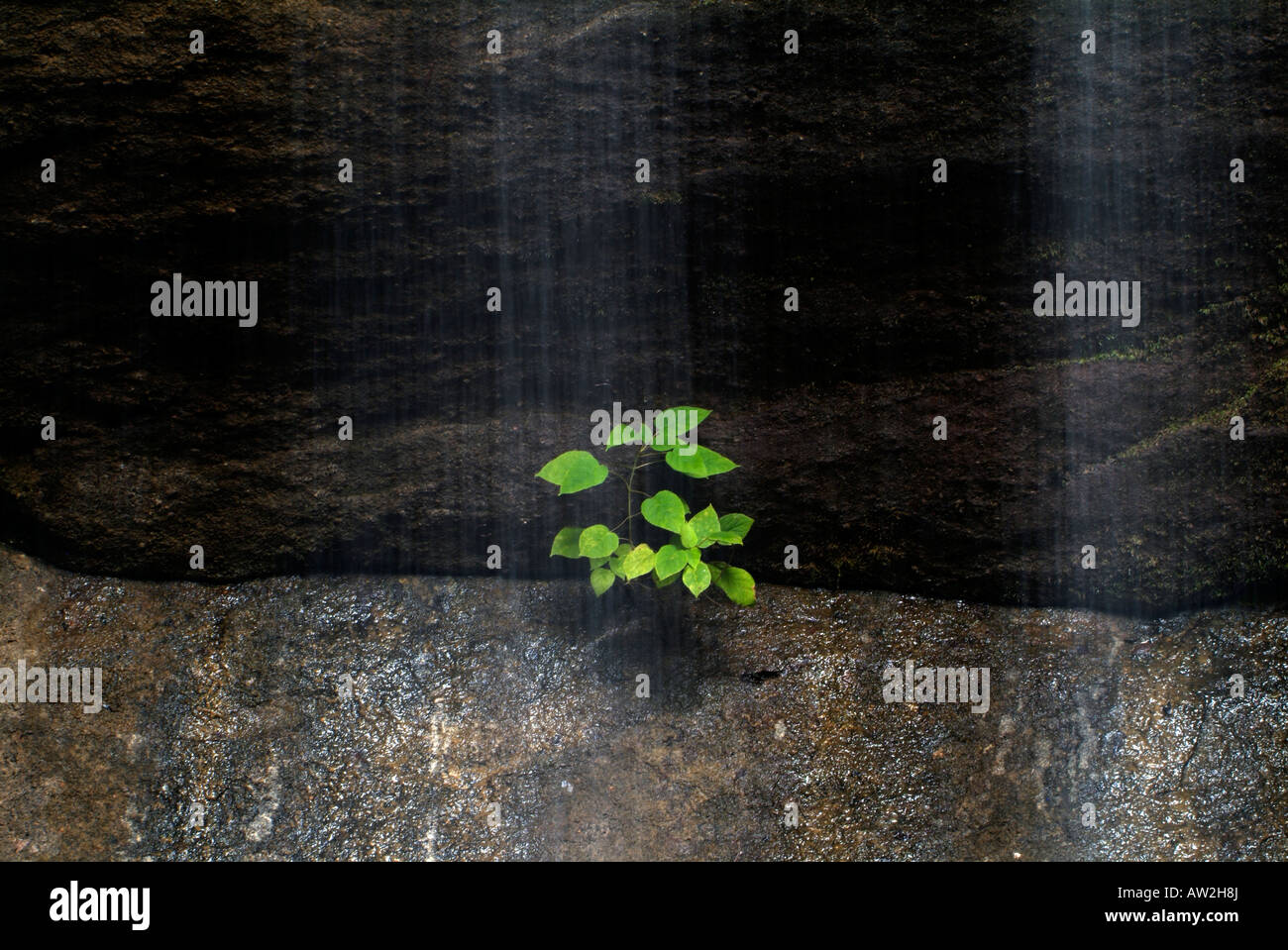 Ressemblant à de l'eau coulant sur la lumière et l'éclairage d'un petit arbre à feuilles vert groing par une fissure dans la roche Banque D'Images