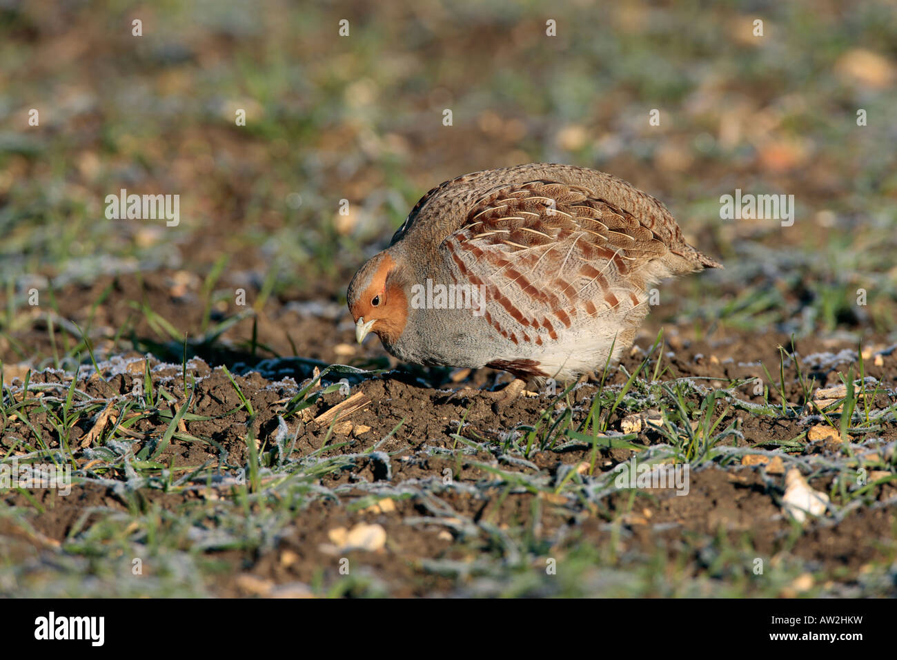 La Perdrix grise Perdix perdix alimentation mâle Therfield Hertfordshire Banque D'Images