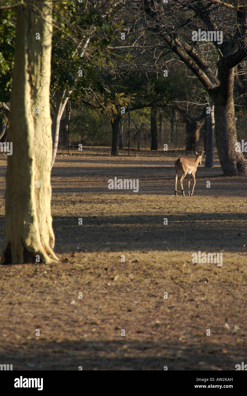 Impala marche loin de fever tree parmi les ombres du soir dans le parc national Kruger, Afrique du Sud, août 2007. Banque D'Images