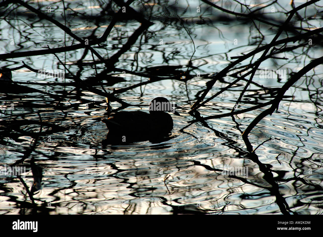La silhouette d'un Canard colvert natation sous branches en surplomb.à Tittisworth dans Staffordshire England réservoir. Banque D'Images