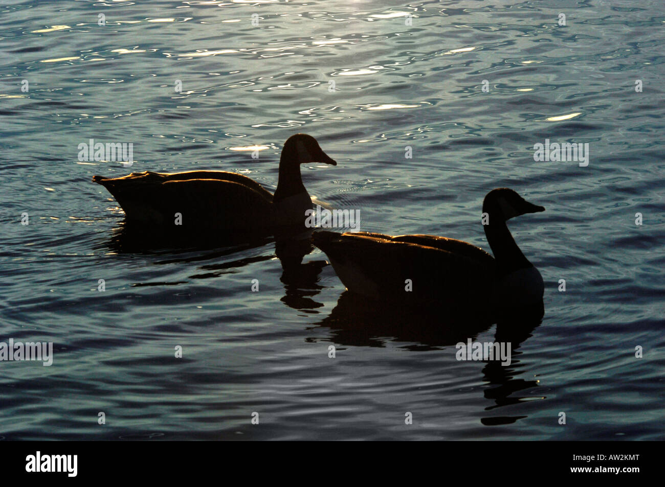 Une paire de Silhouetté de Bernaches du Canada.(Branta canadensis). Banque D'Images