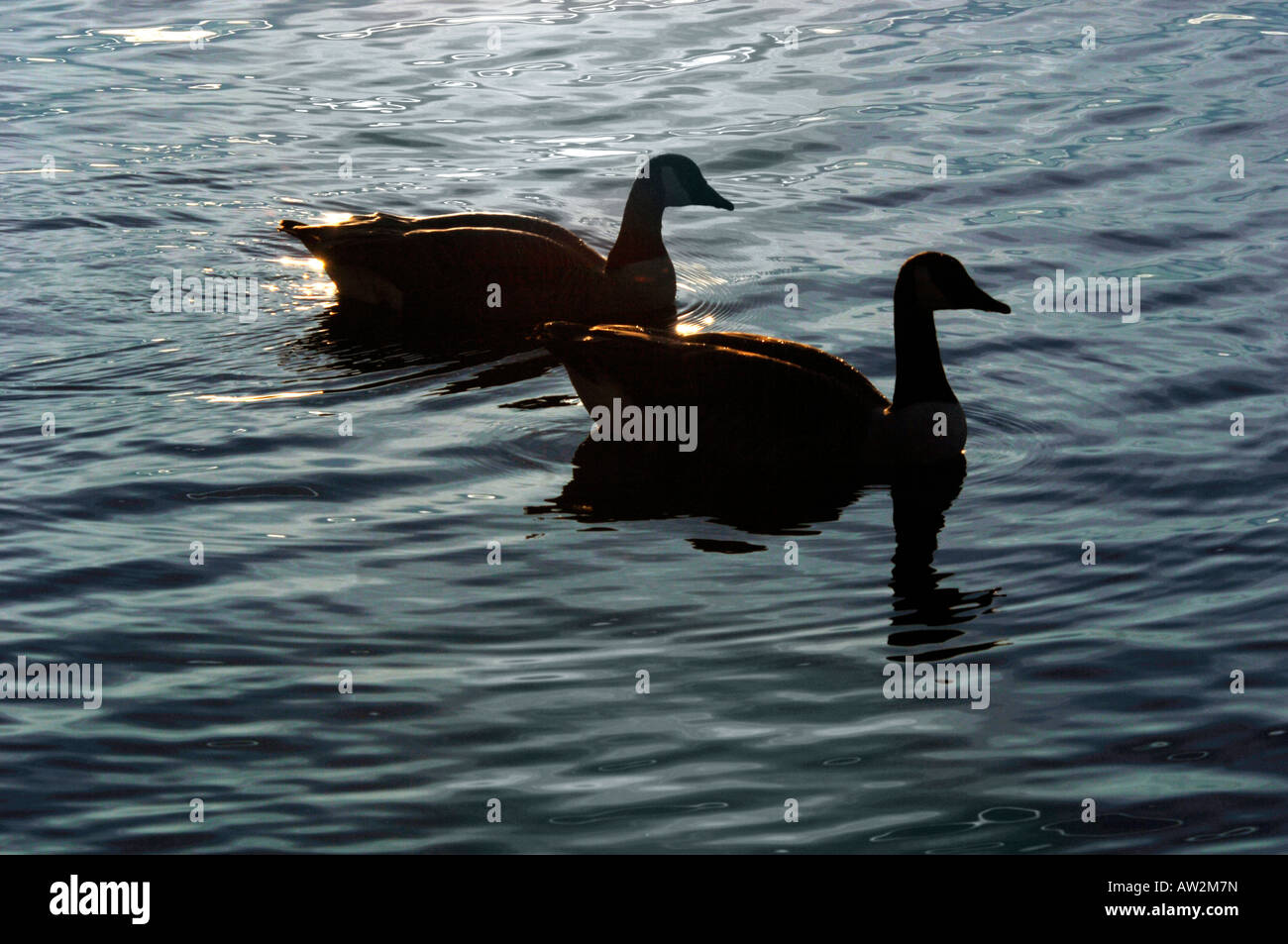 Une paire de Silhouetté de Bernaches du Canada.(Branta canadensis). Banque D'Images