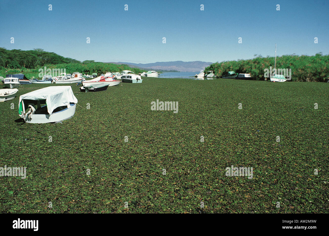 Bateaux bloqués par mat de Salvinia Salvinia molesta géant sur le lac Naivasha Kenya Afrique de l'Est Banque D'Images