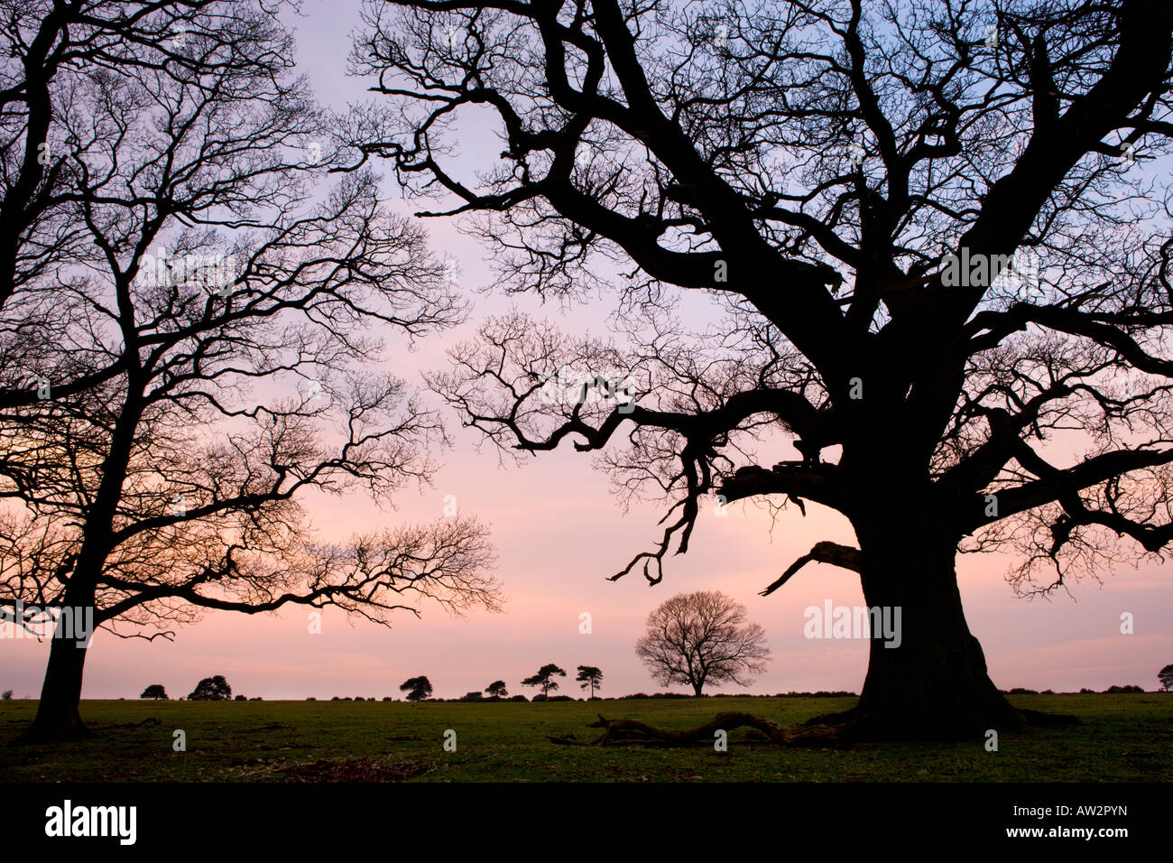 Silhouettes d'arbres sur plaine Backley, Parc National de New Forest Banque D'Images