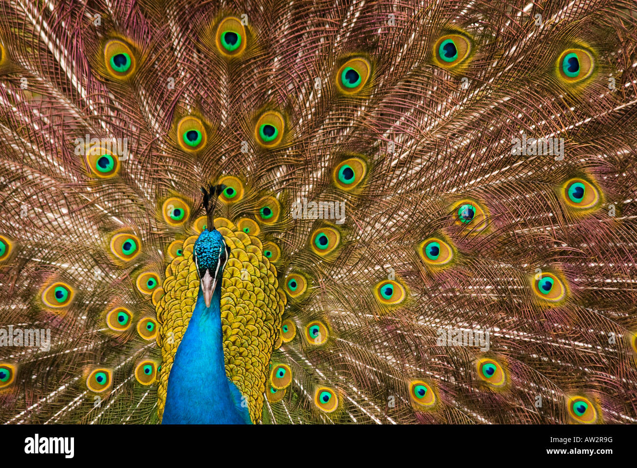 Un paon montrant son plumage impressionnant pendant la période prénuptiale Banque D'Images