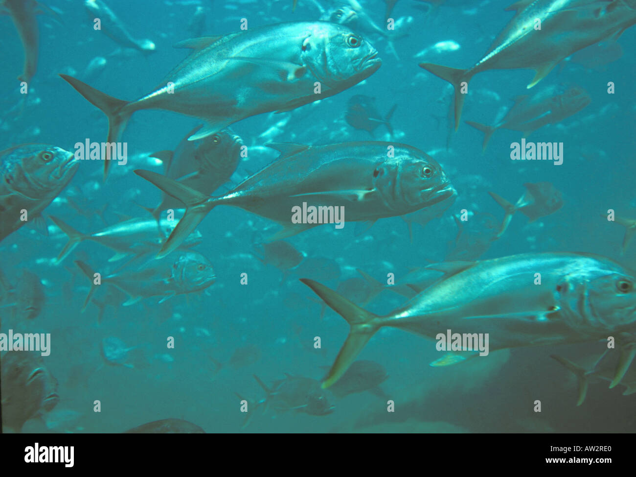 L'eau salée sous-marine l'école de poissons de pêche pêche jack crevalle Banque D'Images