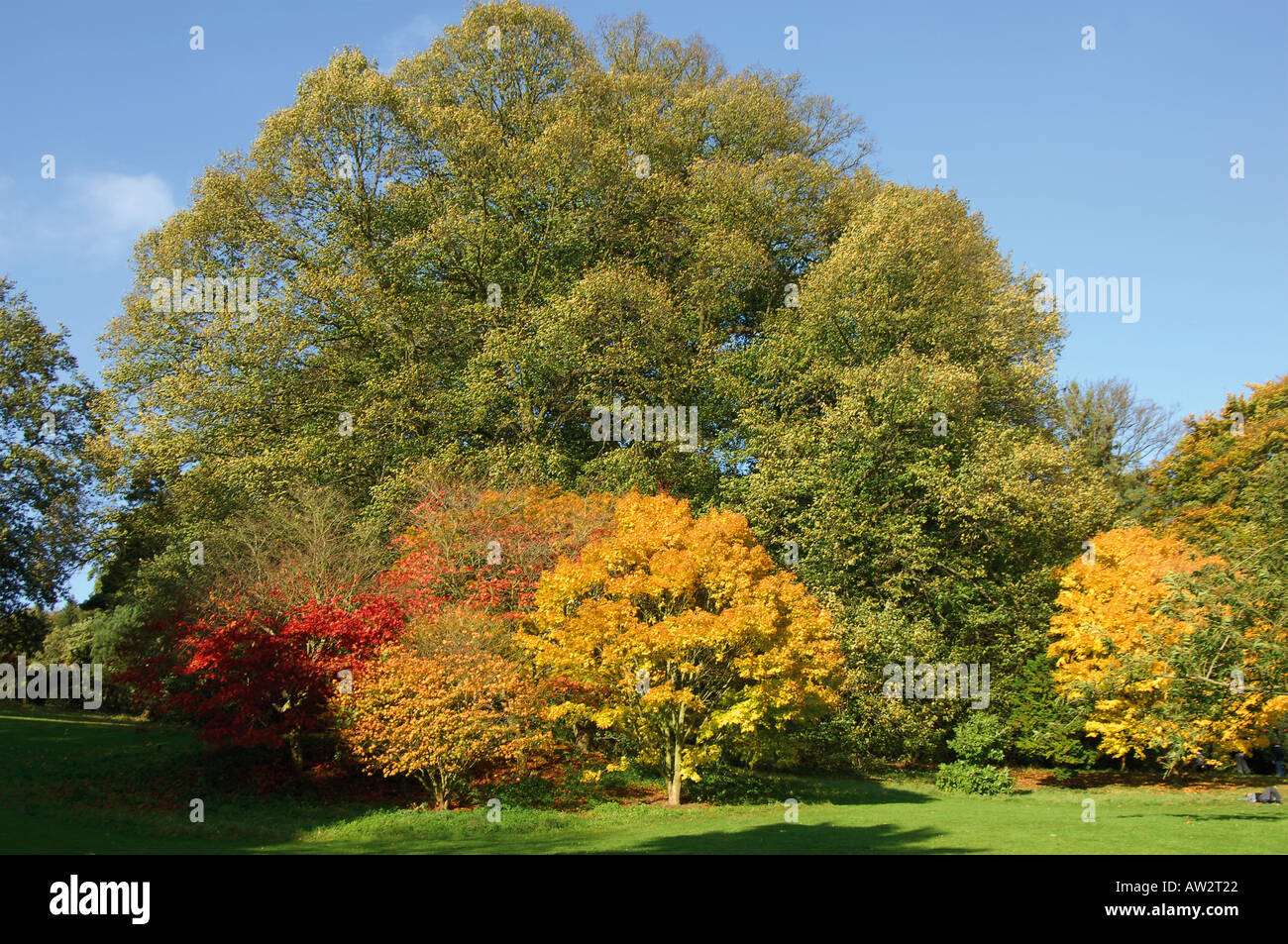 Batsford arboretum près de Moreton in le marais les Cotswolds gloucestershire angleterre photographiée en automne tourisme midlands touri Banque D'Images