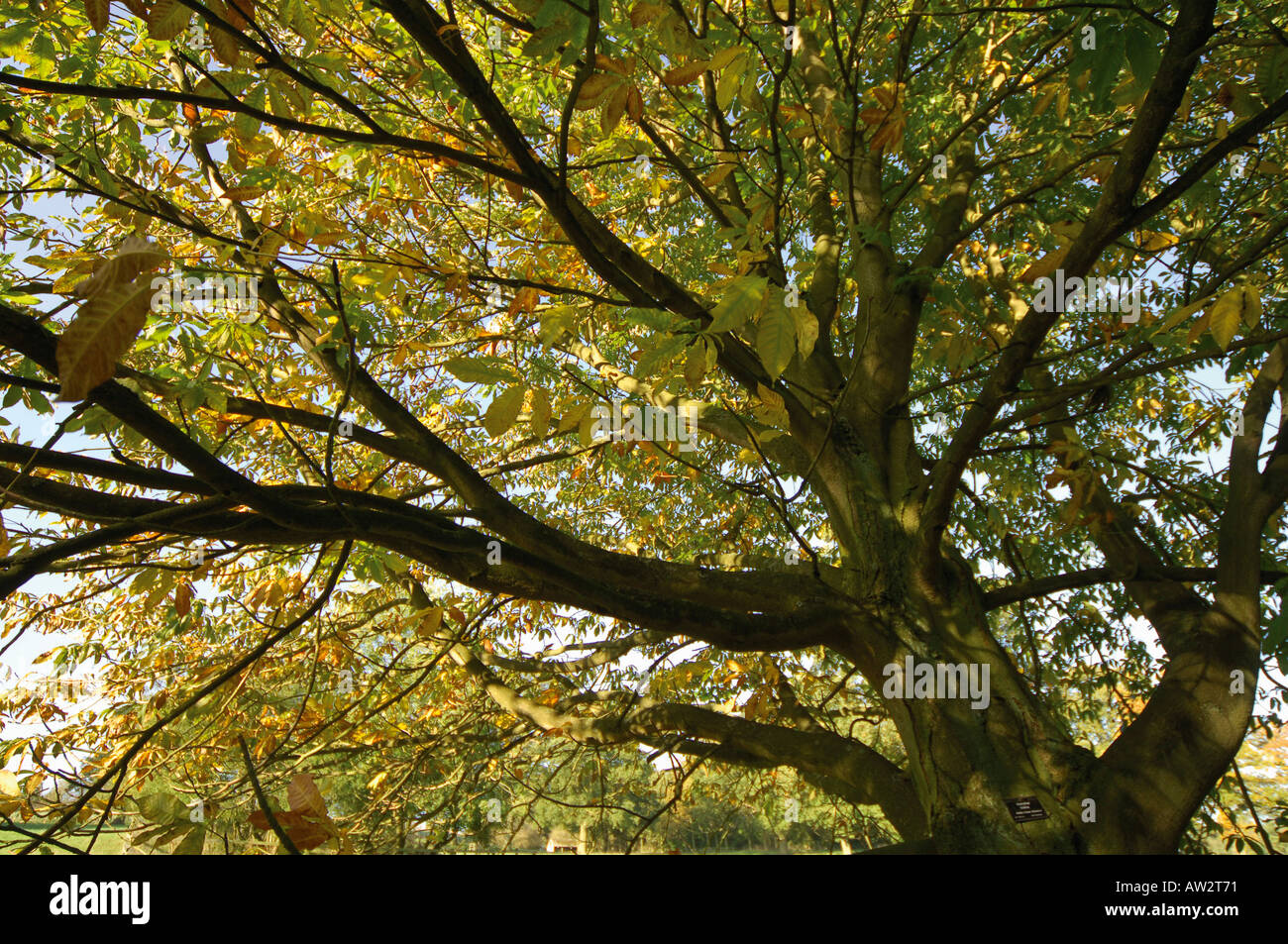 Batsford arboretum près de Moreton in le marais les Cotswolds gloucestershire angleterre photographiée en automne tourisme midlands touri Banque D'Images