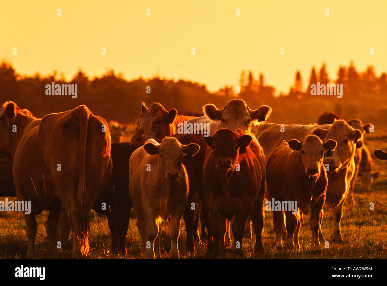 Les bovins de boucherie, Alberta, Canada Banque D'Images