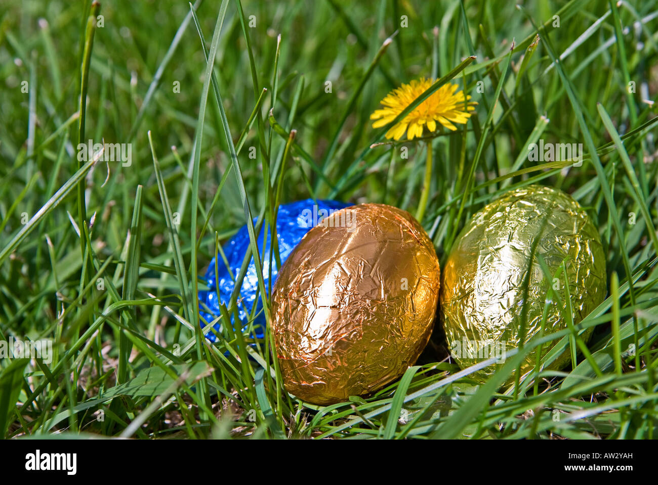 Jeter des oeufs de Pâques dans l'herbe près d'un pissenlit Banque D'Images