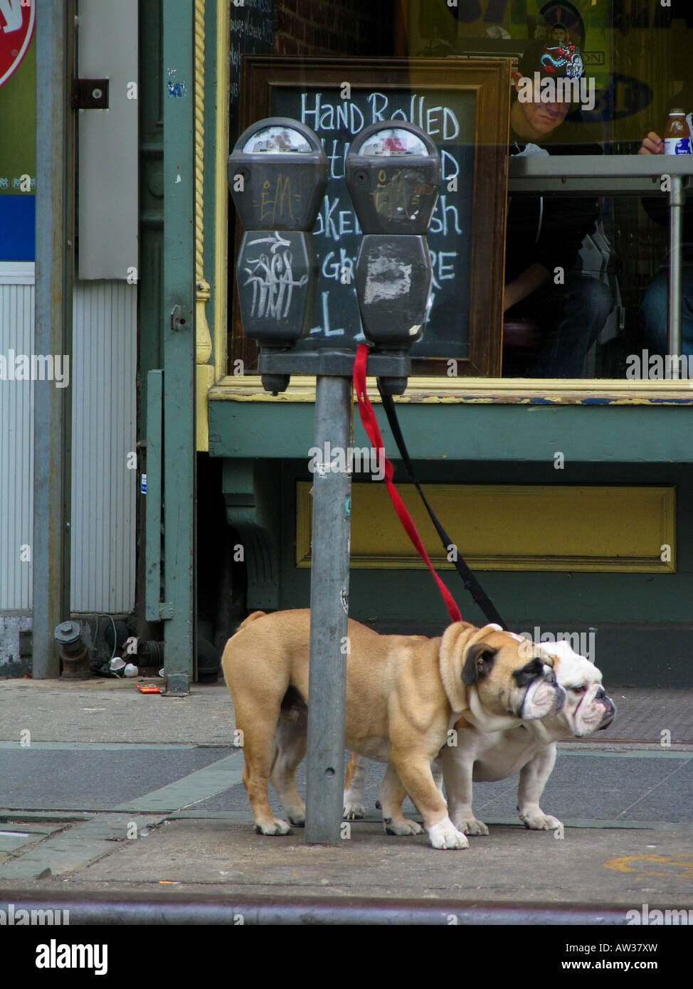 Alapaha Blue Blood Bulldogge (Canis lupus f. familiaris), deux chiens en attente liée à un parcomètre, USA, Etats-Unis, New York (État) Banque D'Images