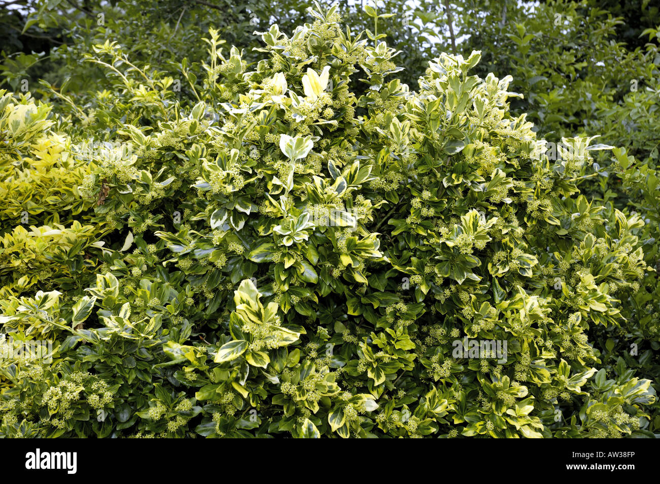 Wintercreeper euonymus euonymus, escalade, hiver-réducteur (Euonymus fortunei 'Golden', Euonymus fortunei) Pointe d'or, de l'arbuste Banque D'Images