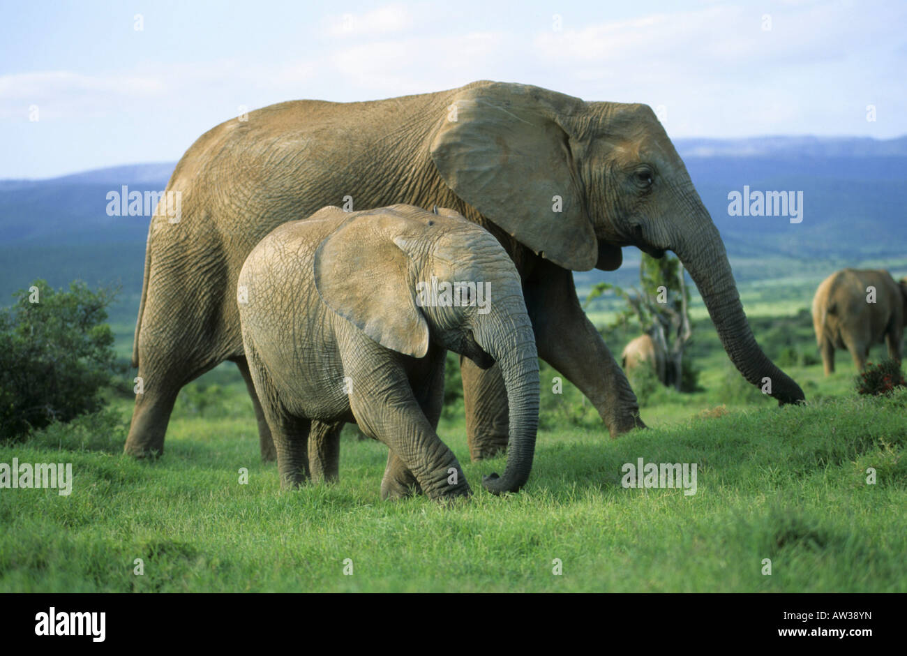 L'éléphant africain (Loxodonta africana), avec les jeunes, Afrique du Sud, Addo-Reservat Banque D'Images