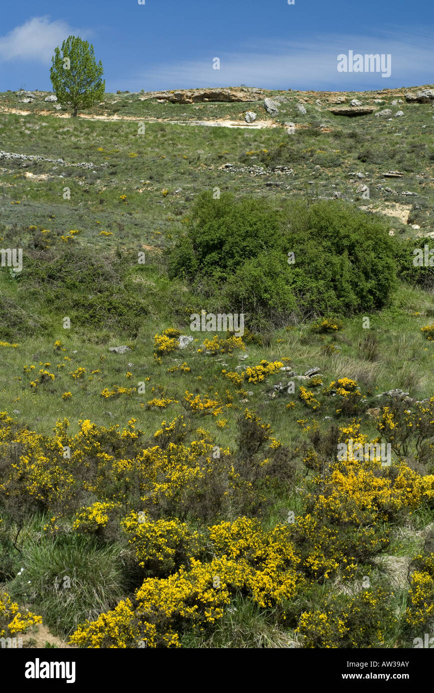 Snub-nosed Viper, le viper Lataste (Vipera latastei), biotop, Espagne, Burgos Banque D'Images