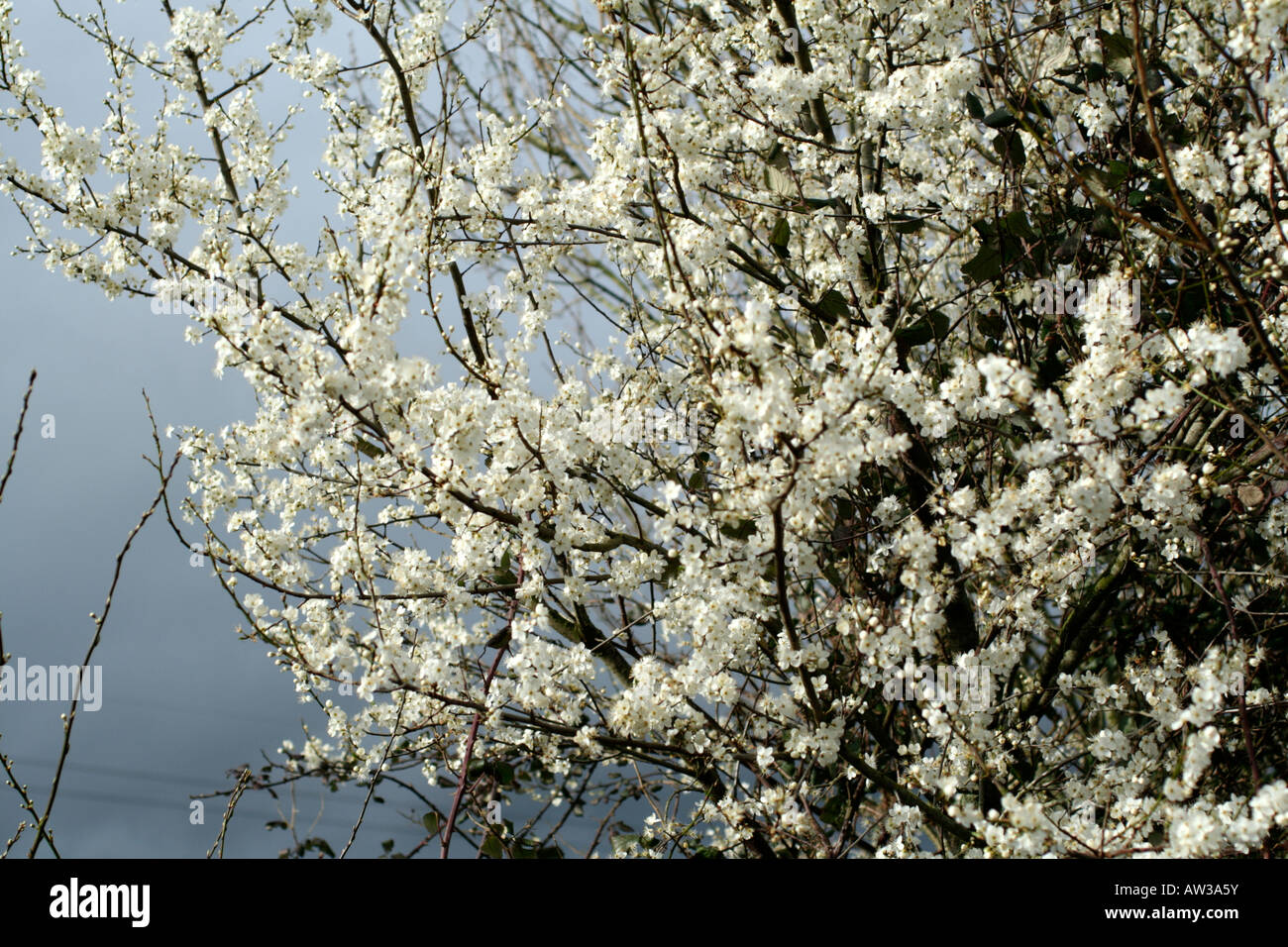 PRUNUS SPINOSA PRUNELLIER OU PRUNELLE BLOSSOM DÉBUT MARS Banque D'Images