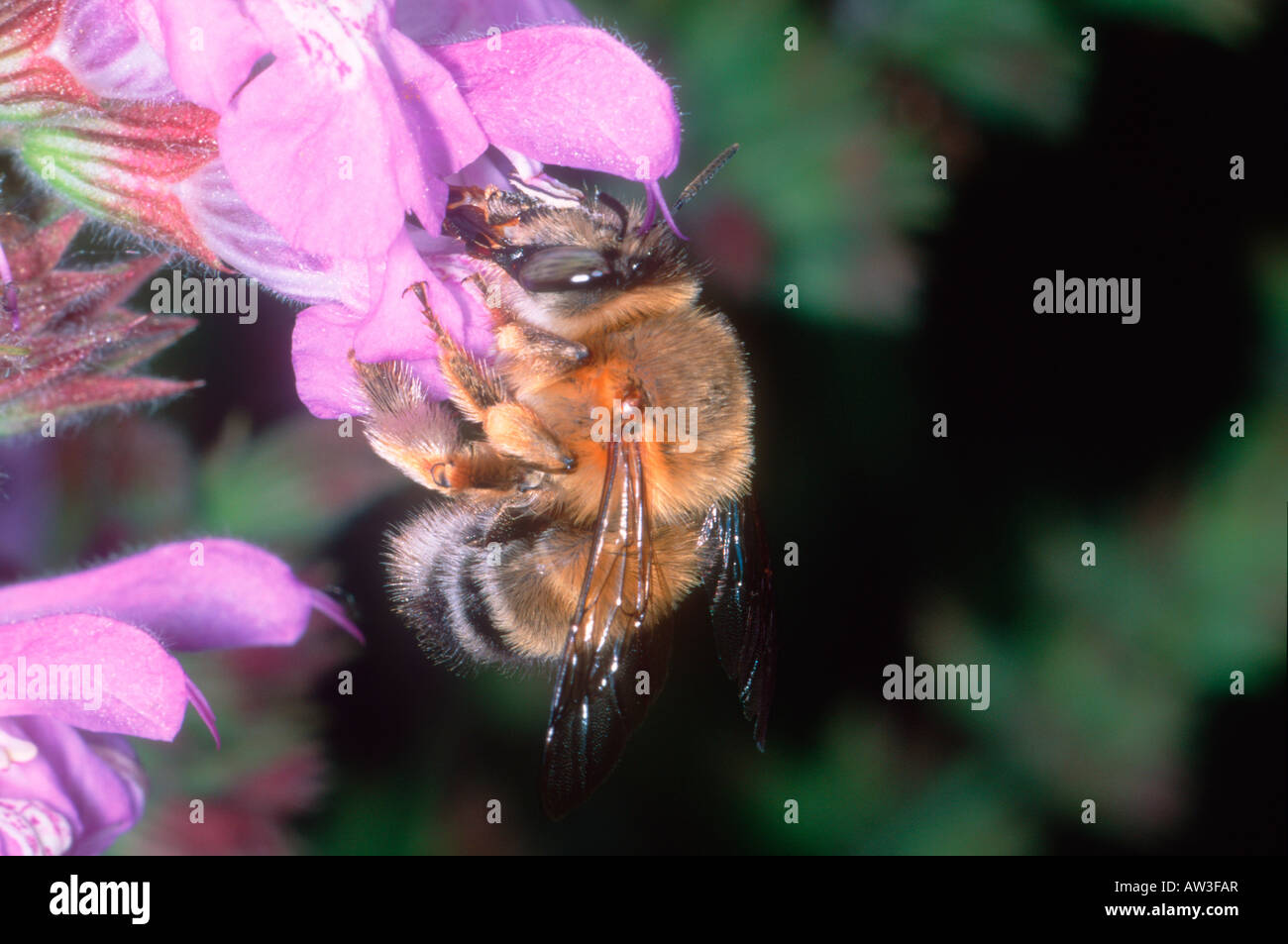 Bee, Anthophora sp. La collecte de nectar de fleurs sur Banque D'Images