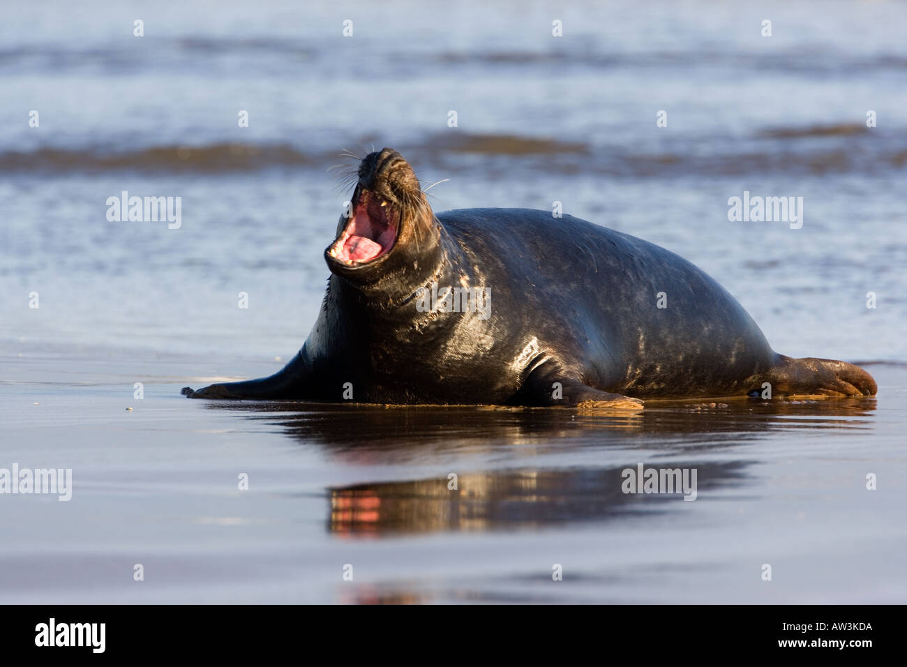 Bull Phoque gris Halichoerus grypus avec tête en haut et la bouche cheminée sur le sable humide avec réflexion donna nook lincolnshire Banque D'Images