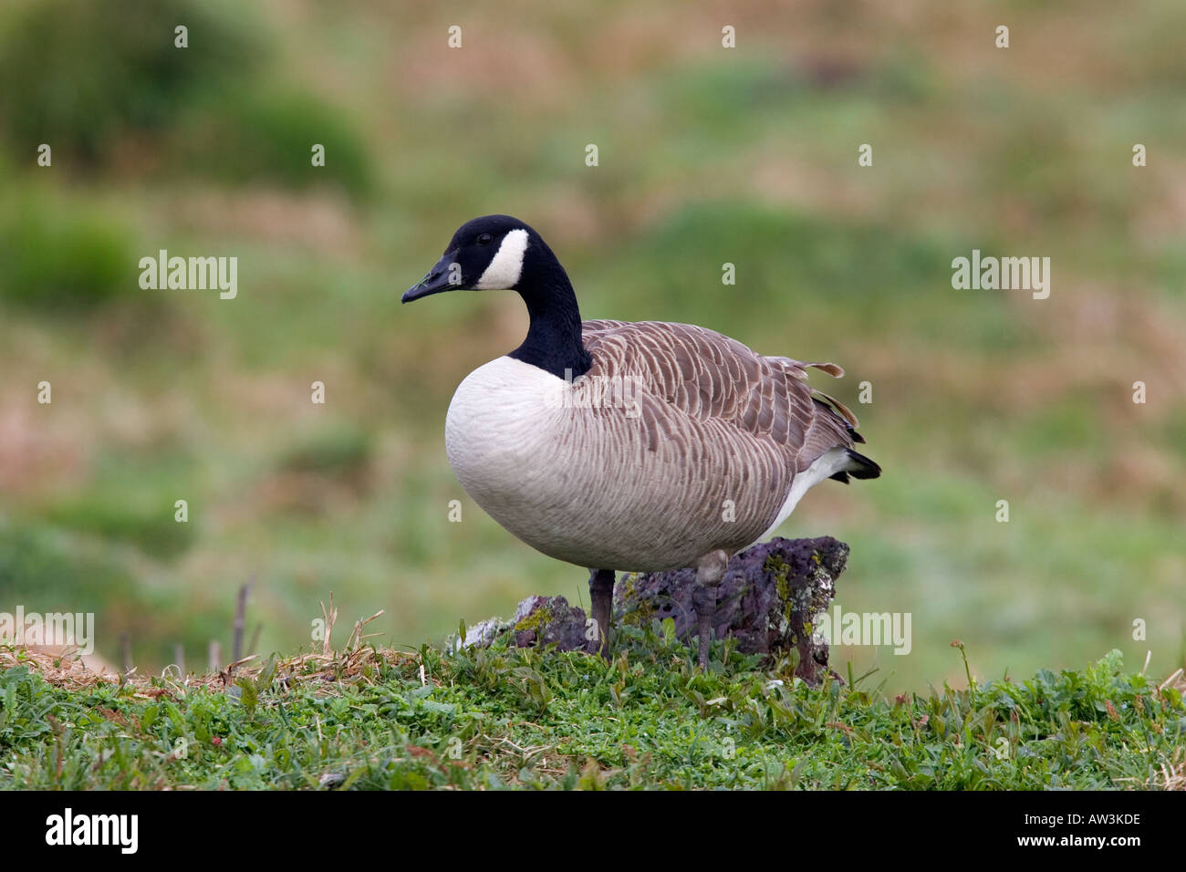 Bernache du Canada Branta canadensis debout à la touffe d'herbe sur alerte skokholm Banque D'Images