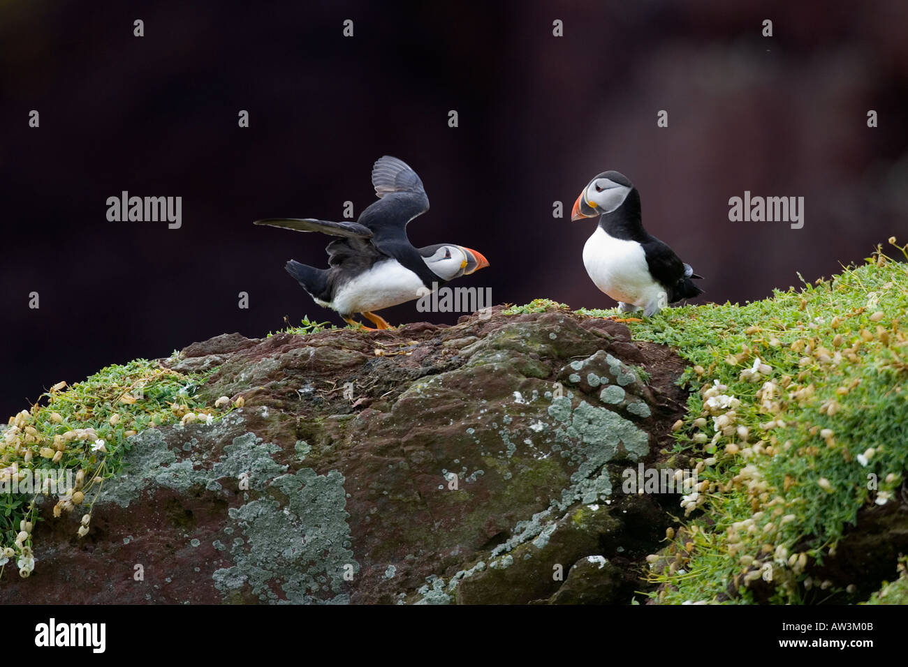 Macareux moine (Fratercula arctica) sur l'affleurement rocheux interaction Skokholm island Banque D'Images