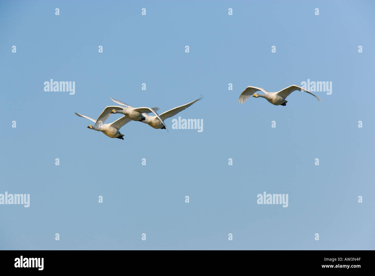 Cygne chanteur Cygnus cygnus en vol avec ciel bleu welney Norfolk Banque D'Images