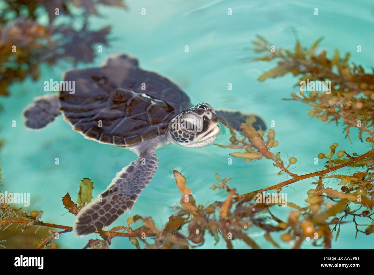 Tortue verte Chelonia mydas hatchling en réadaptation tank Banque D'Images