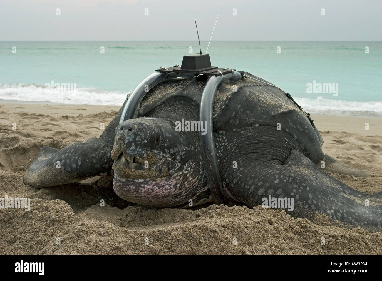 Tortue luth (Dermochelys coriacea) avec émetteur satellite à l'aube Banque D'Images