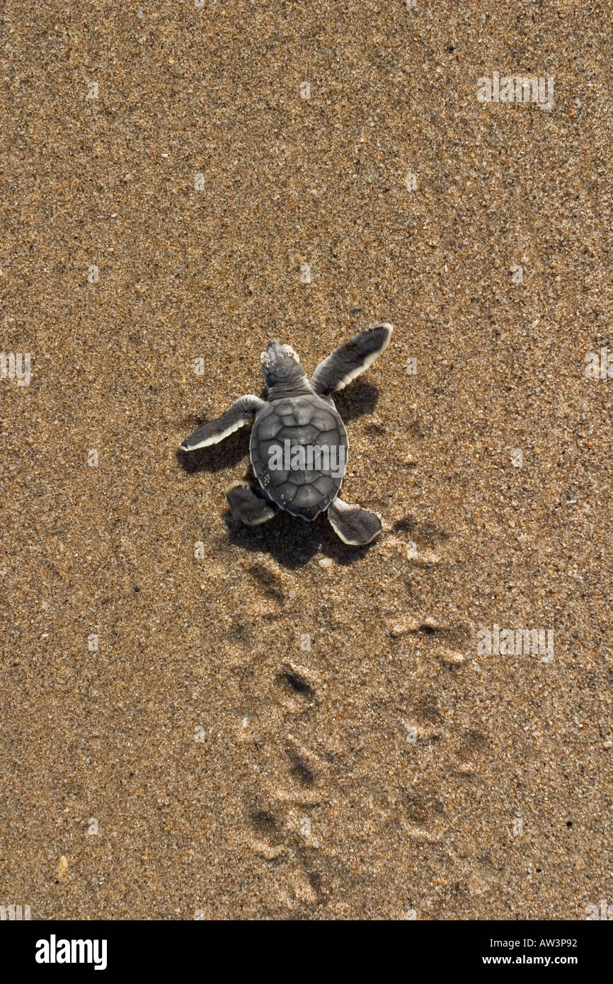 La tortue verte Chelonia mydas se faufiler dans le surf sur sable humide Banque D'Images