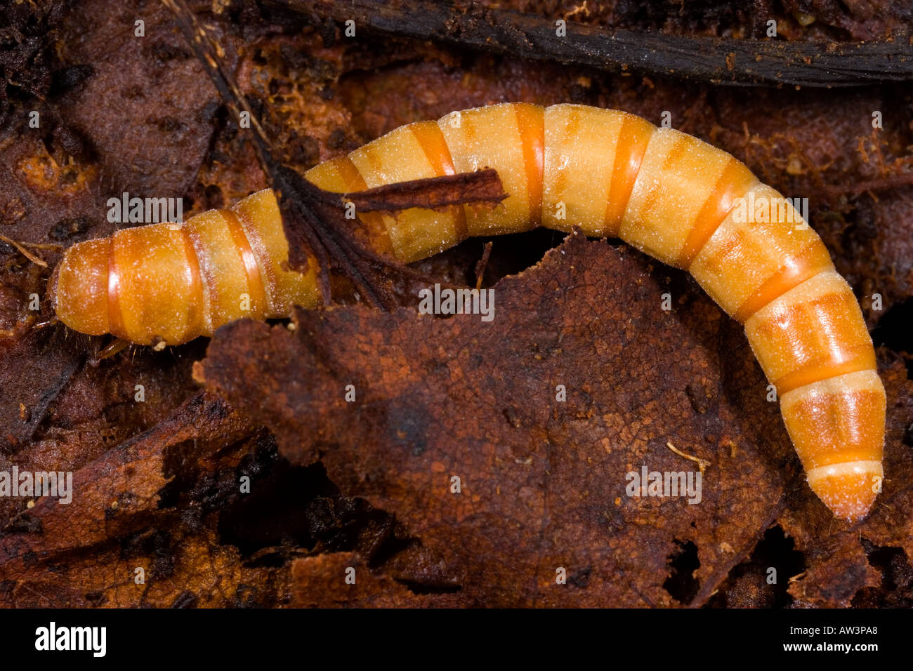 Les larves de Tenebrio molitor Darkling beetle en cladosporiose Banque D'Images