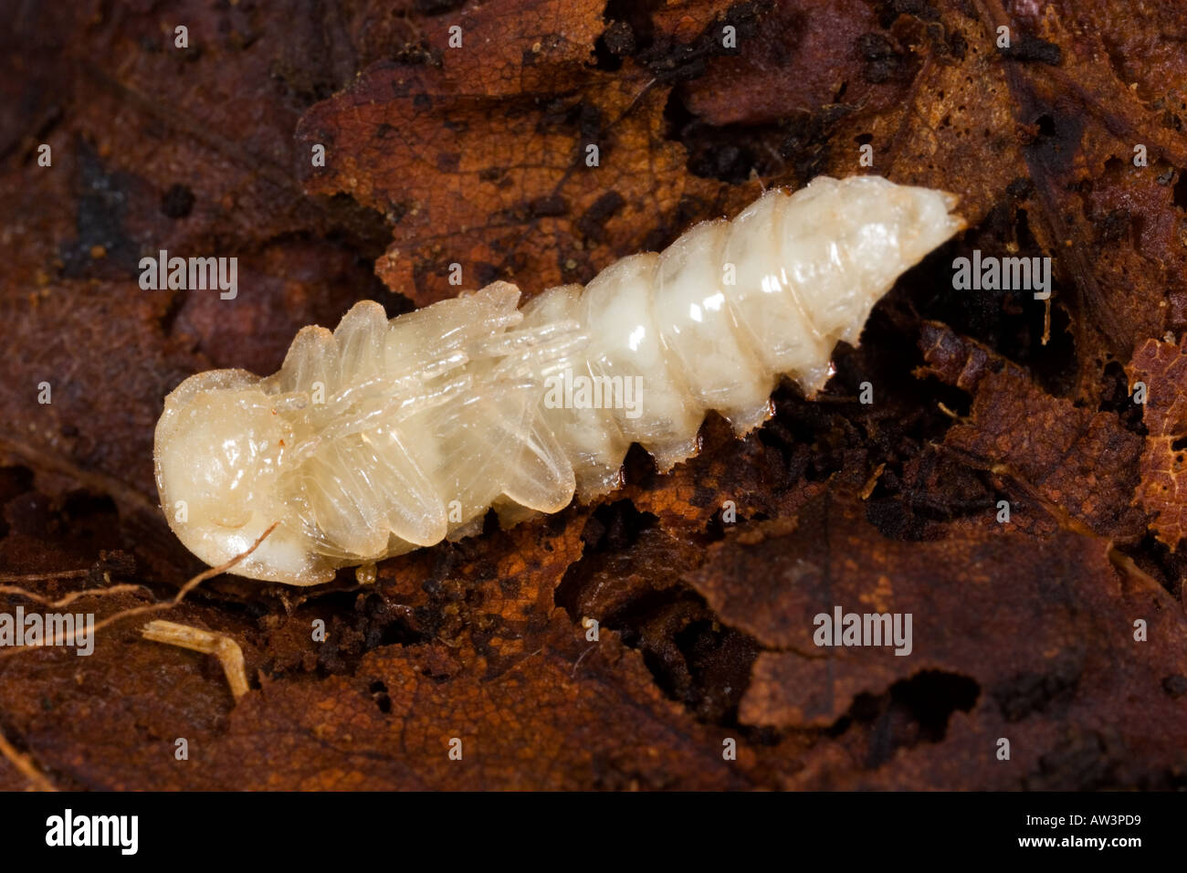 Darkling beetle Tenebrio molitor chrysalide dans cladosporiose Banque D'Images