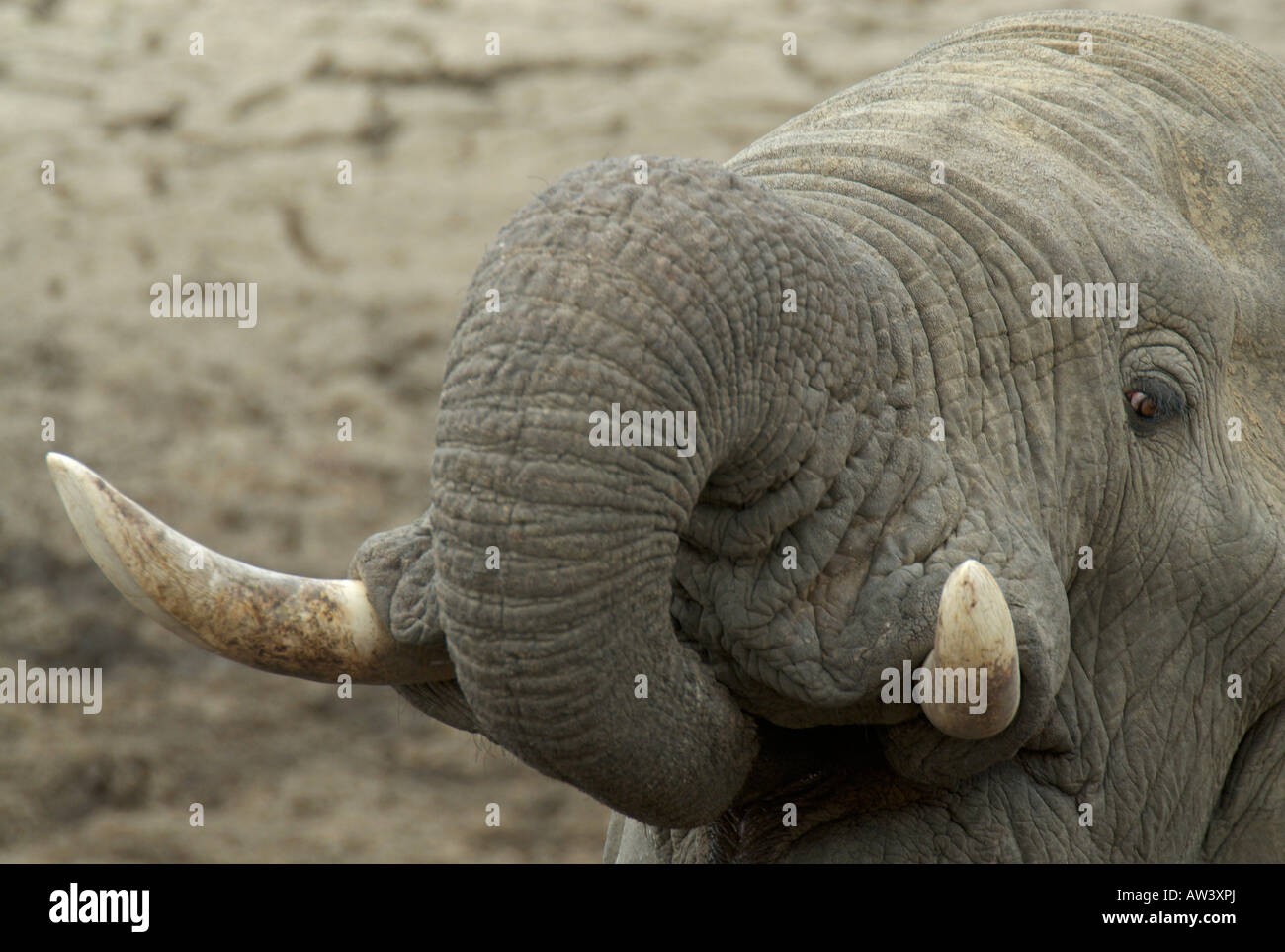 Les touristes peuvent voir un grand nombre d'éléphants dans les parcs nationaux du Zimbabwe, en particulier son plus grand, Hwange. Banque D'Images