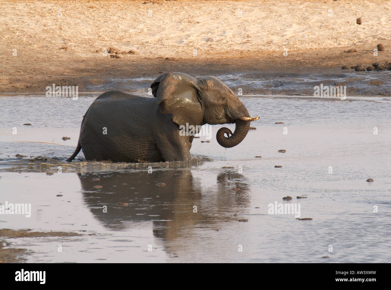 Les touristes peuvent voir un grand nombre d'éléphants dans les parcs nationaux du Zimbabwe, en particulier son plus grand, Hwange. Banque D'Images