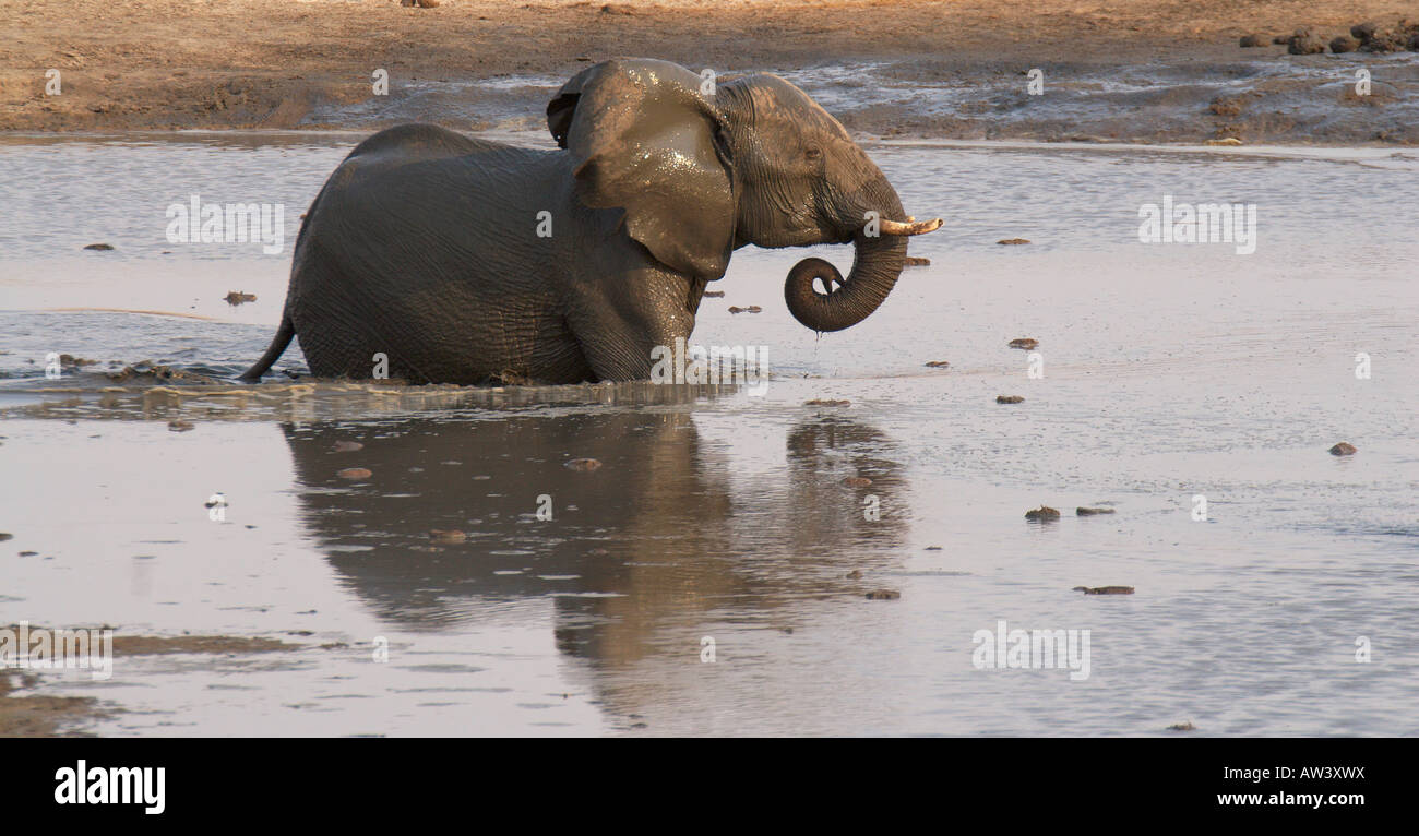 Les touristes peuvent voir un grand nombre d'éléphants dans les parcs nationaux du Zimbabwe, en particulier son plus grand, Hwange. Banque D'Images