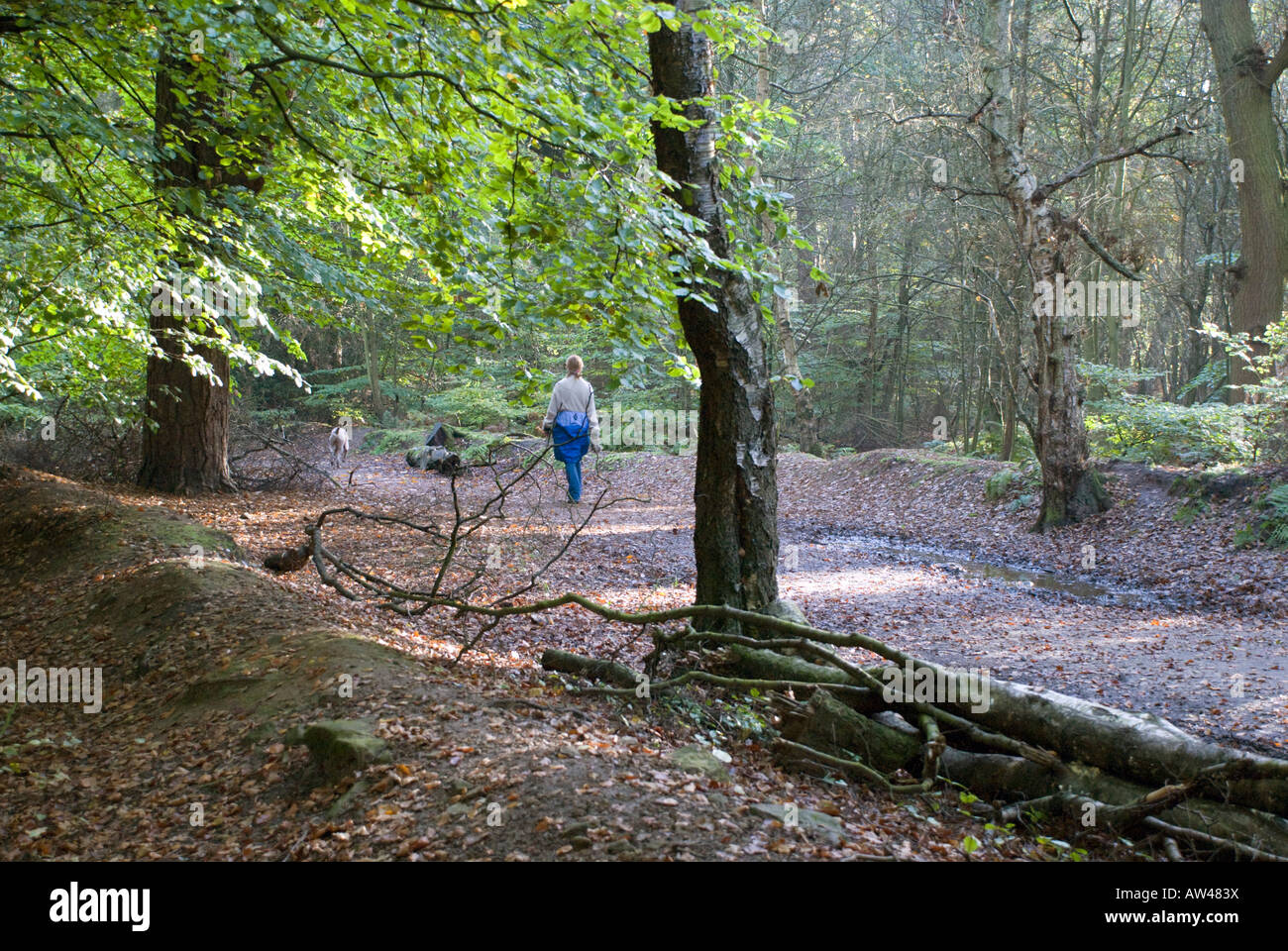 Femme promener son chien à travers le Parc National Trust Wilmslow, Cheshire, Royaume-Uni, 2007 Banque D'Images