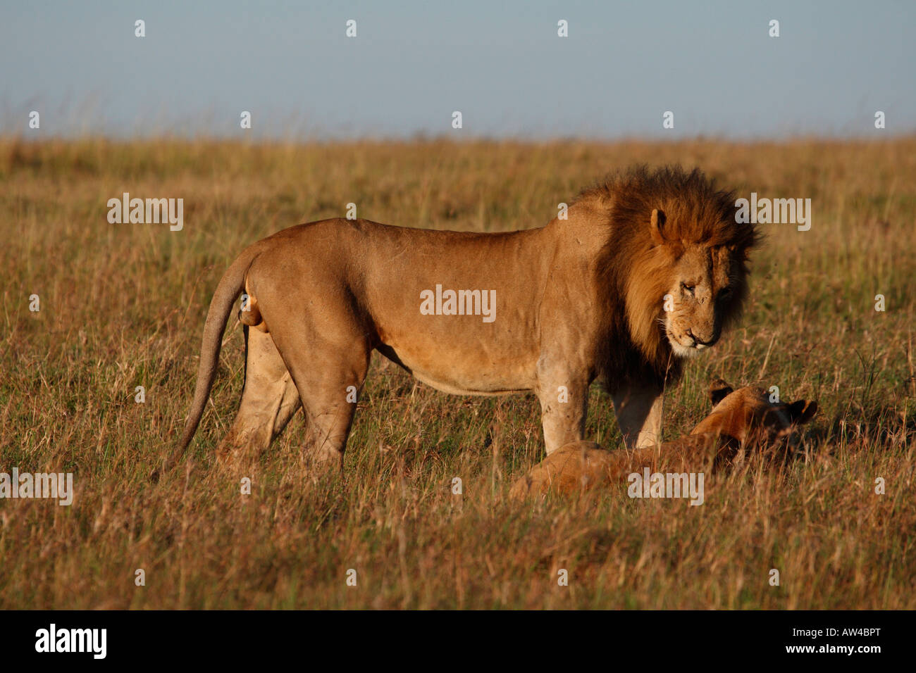 Homme Lion debout jusqu'à la lionne en fixant le Masai Mara au Kenya Banque D'Images