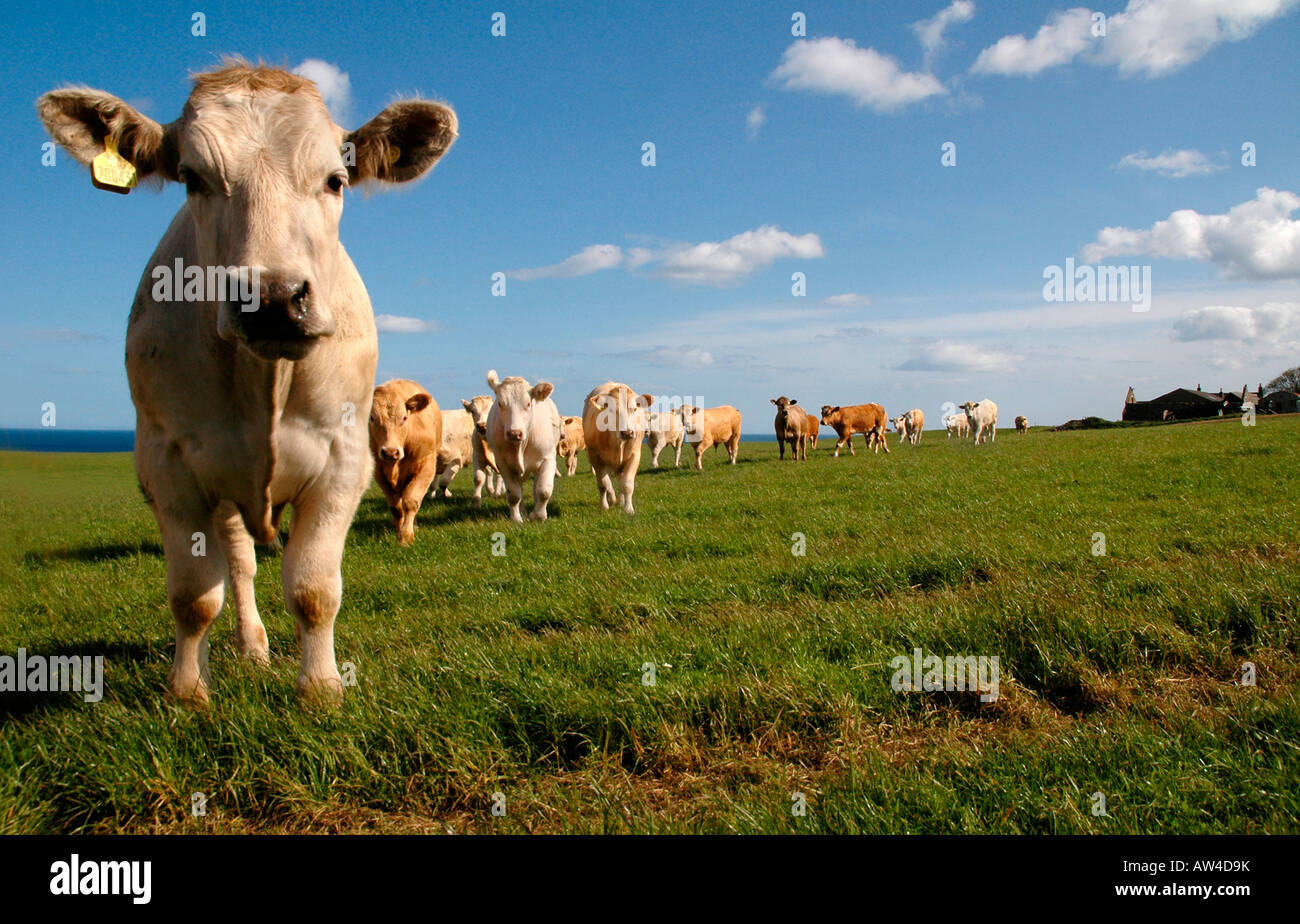 Un troupeau de vaches suivez le chef qui fait face au spectateur. Banque D'Images