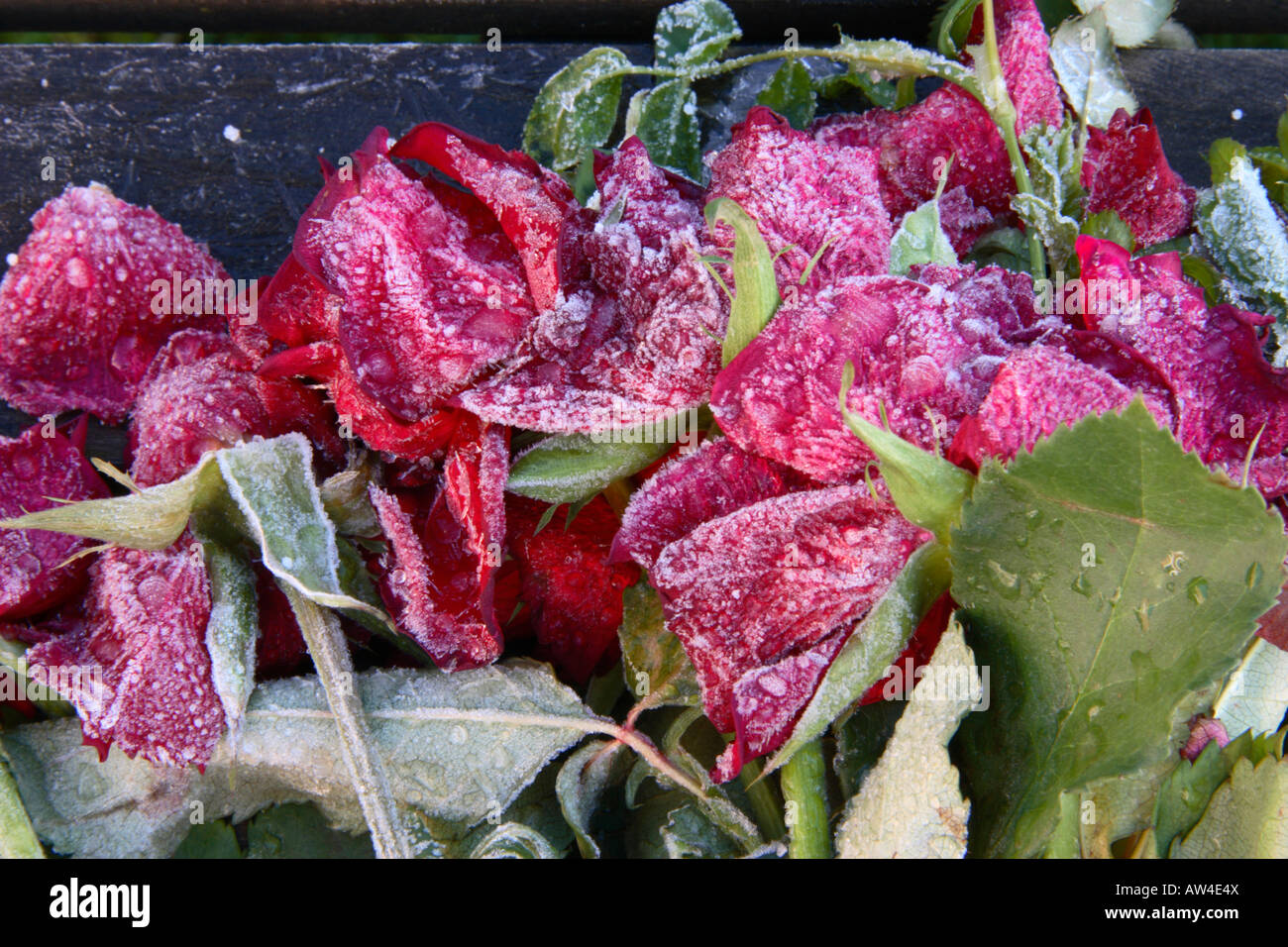 Frost couverts roses rouges. Banque D'Images