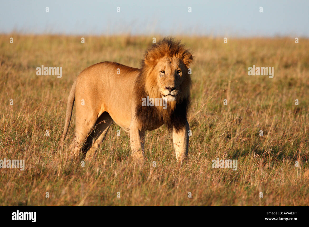 Homme Lion debout à l'avant Panthera leo Kenya Masai Mara Banque D'Images