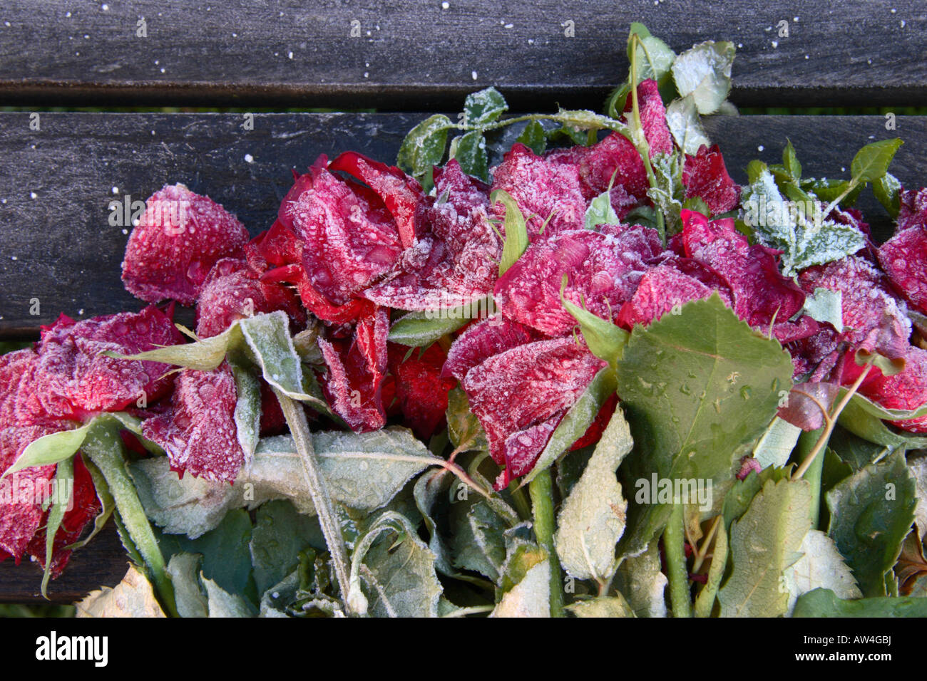 Frost couverts roses rouges. Banque D'Images