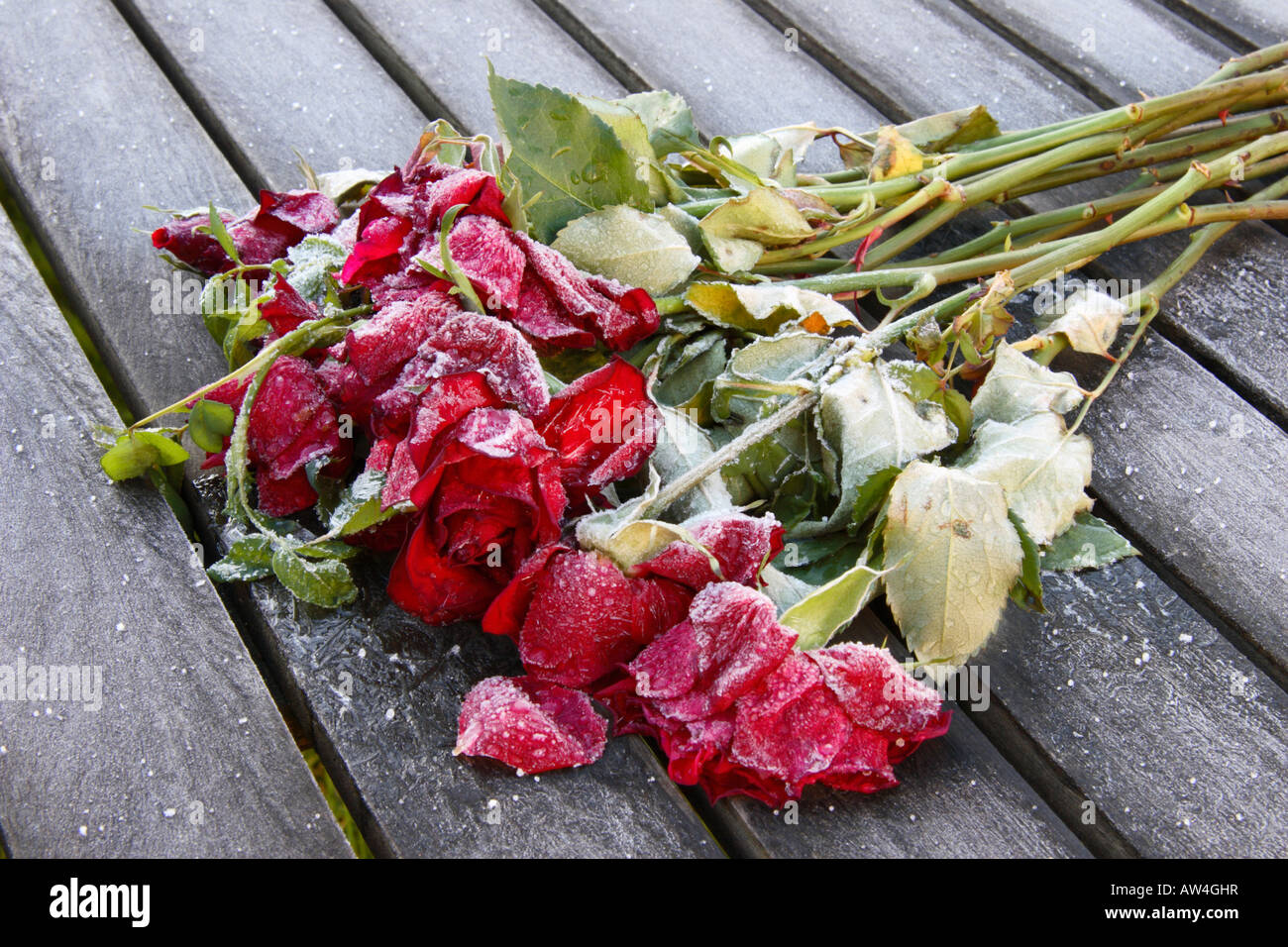 Roses abandonné couvert de givre. Banque D'Images