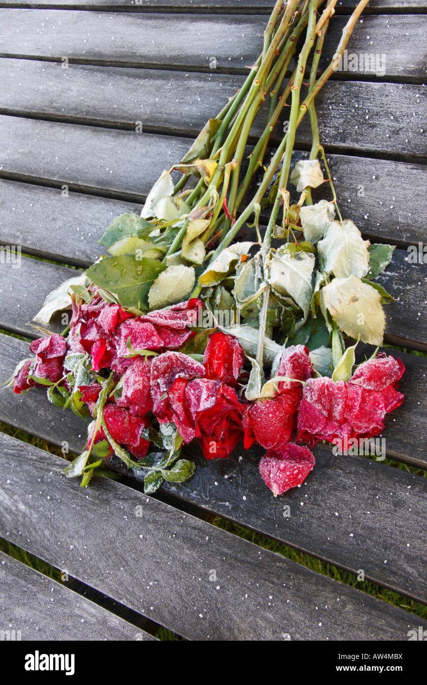 Frost abandonnés couverts roses rouges. Banque D'Images