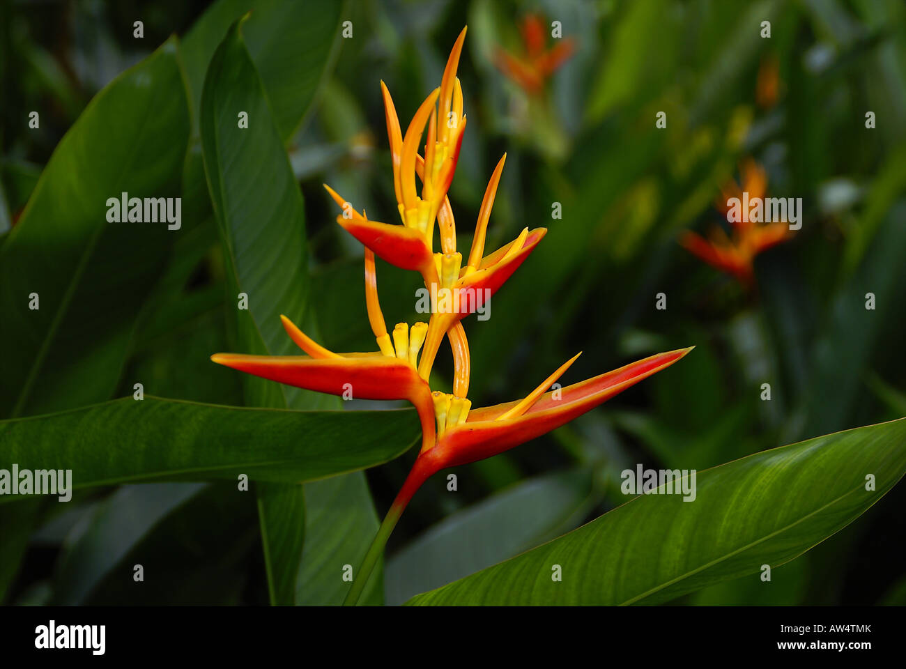 Un rouge et jaune fleur oiseau du paradis Banque D'Images