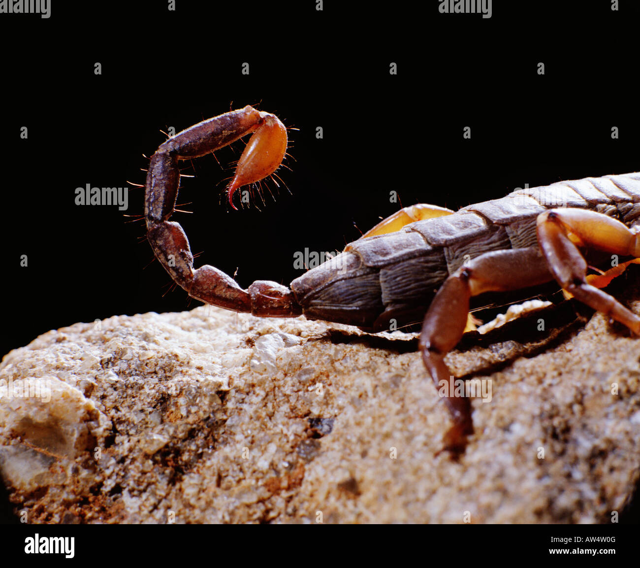 FLAVOPICEUS GROSPHUS SCORPION SCORPION : BORDEAUX MADAGASCAR SKORPION SCHORPIOEN N W ANKARANA MADAGASCAR MADAGASCAR SCORPION AFRIQ Banque D'Images