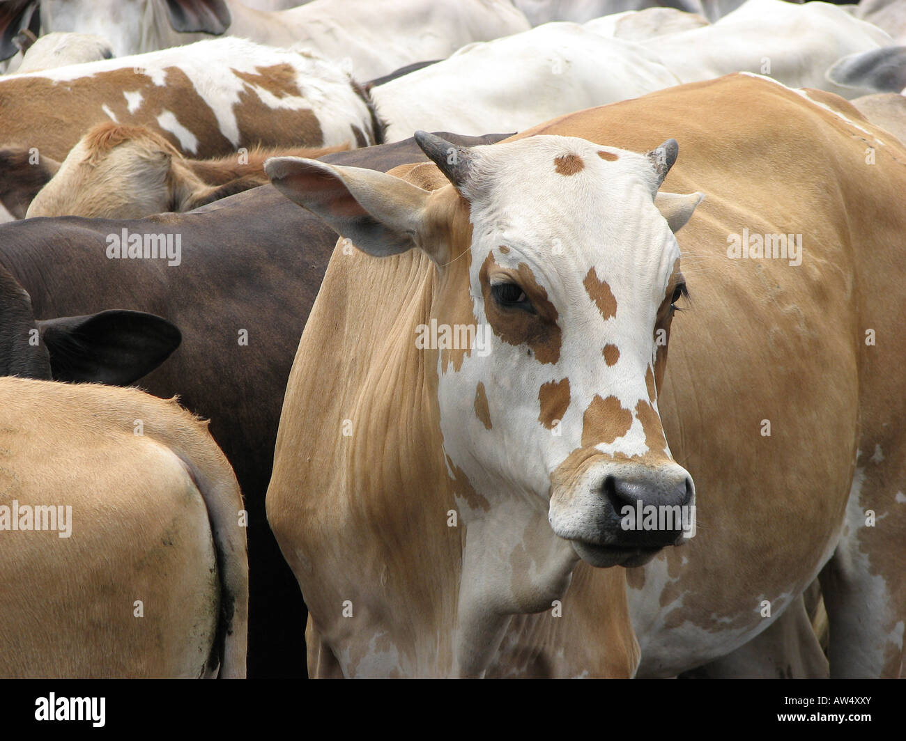 Vache à la caméra à l'État de Guarico Venezuela Banque D'Images
